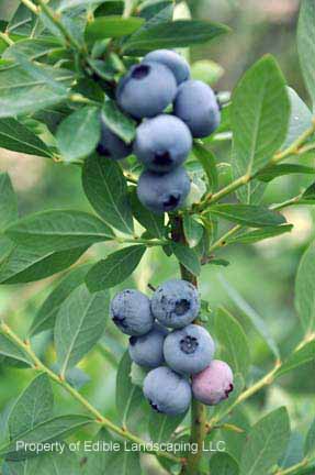 Blueberry Sharpblue